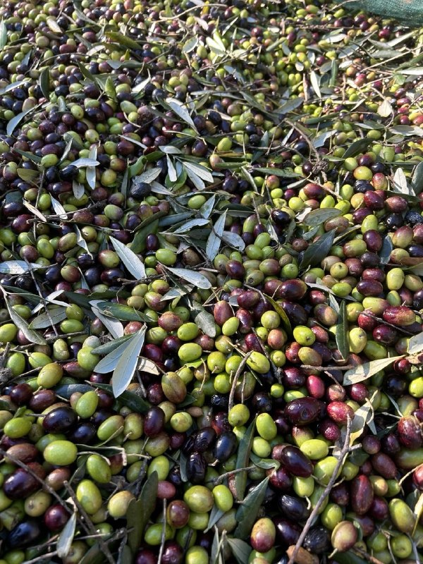 Olive appena raccolte, verdi e nere, con le foglie
