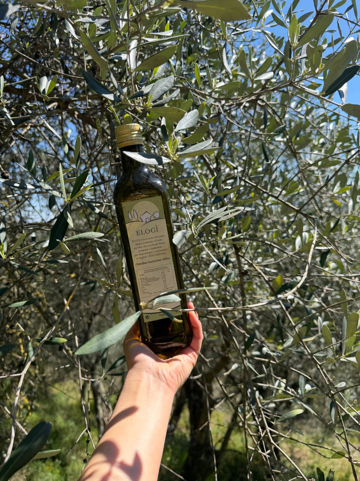 Gli ulivi di ELOGI sui Monti Pisani